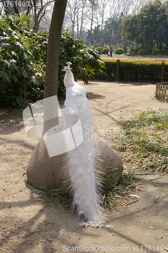 Image of White peacock in zoo