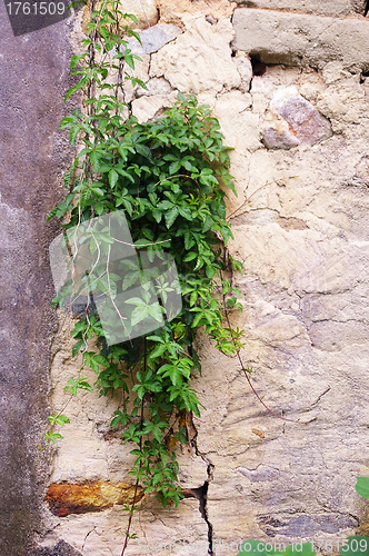 Image of Green grasses on wall