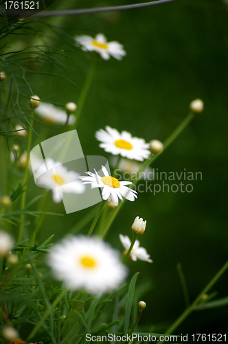 Image of White flowers background