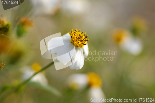 Image of White flower in grasses
