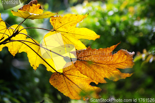 Image of Yellow leaves in autumn 