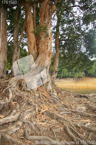 Image of Buttress root in forest