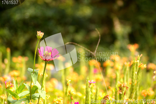 Image of Spring flowers background