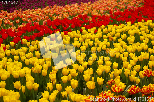 Image of Spring flowers background