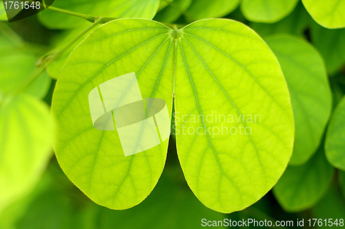 Image of Green leaf in heart shape