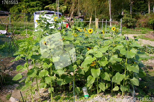 Image of Sunflower field