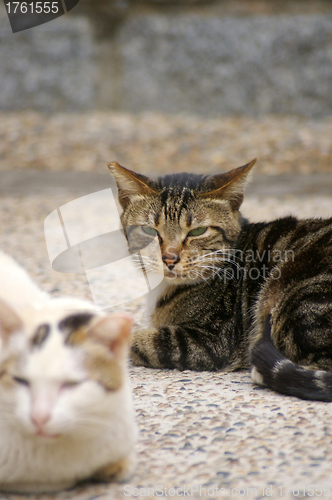 Image of Cats on the ground