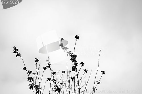 Image of Grasses in black and white