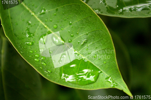 Image of Water droplet on leaves