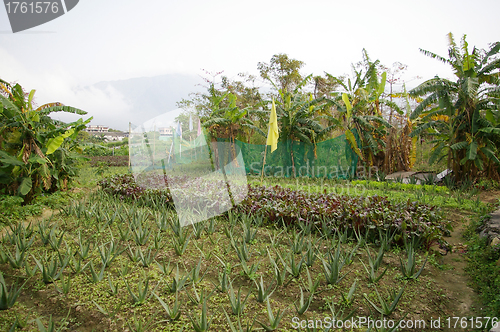 Image of Farmland in countryside