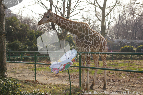 Image of Giraffe in zoo