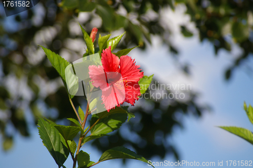 Image of Chinese hibiscus flower in forest