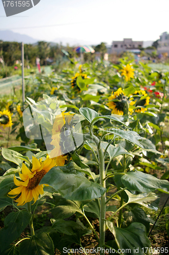 Image of Sunflowers field