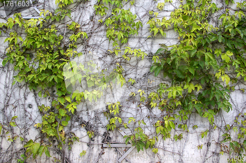 Image of Green grasses on wall