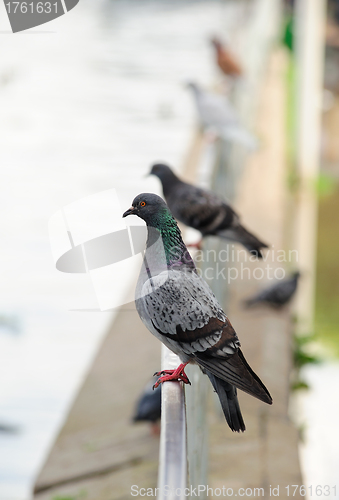 Image of Pigeons sitting on a perch looking into the distance