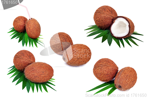 Image of Coconut fruits  isolated on white background