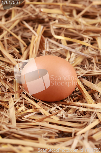 Image of Egg in straw