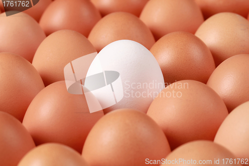 Image of Lonesome egg