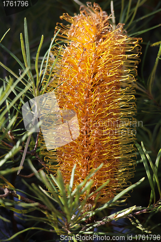 Image of Yellow Banksia Spinulosa