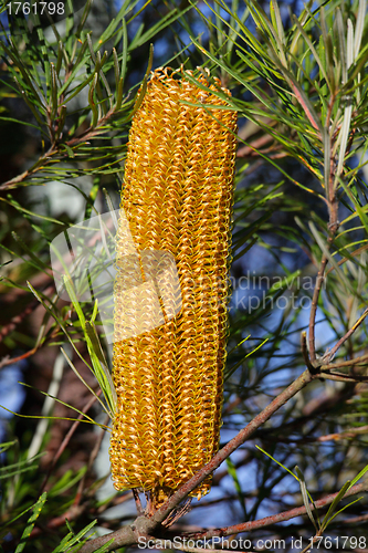 Image of Yellow Banksia Spinulosa