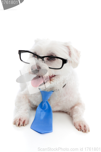 Image of Dog wearing spectacles glasses