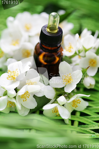 Image of jasmin essential oil