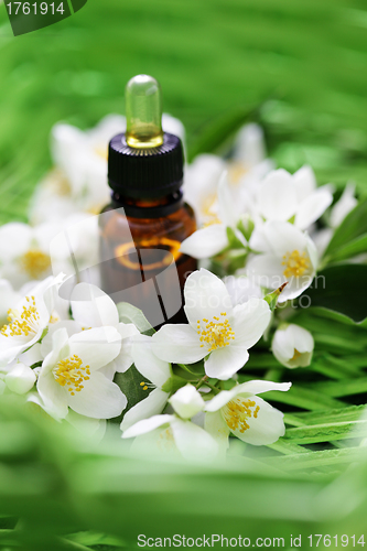 Image of jasmin essential oil