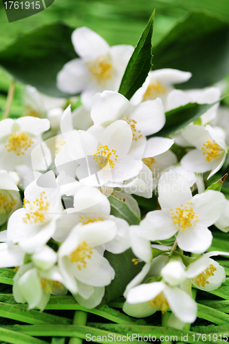 Image of jasmin flowers