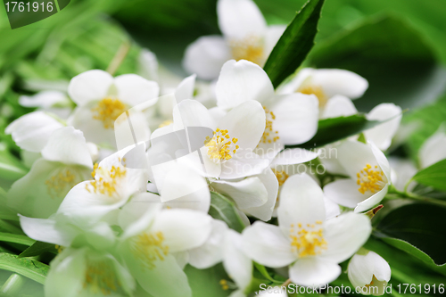 Image of jasmin flowers