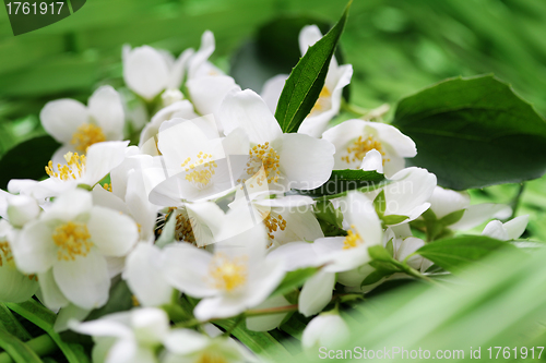 Image of jasmin flowers