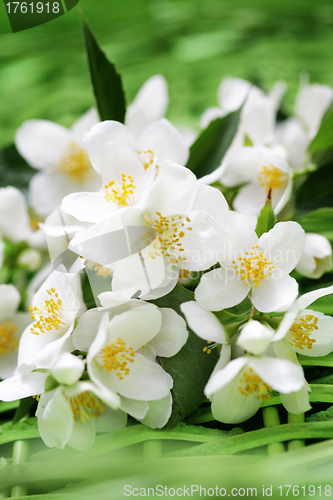 Image of jasmin flowers