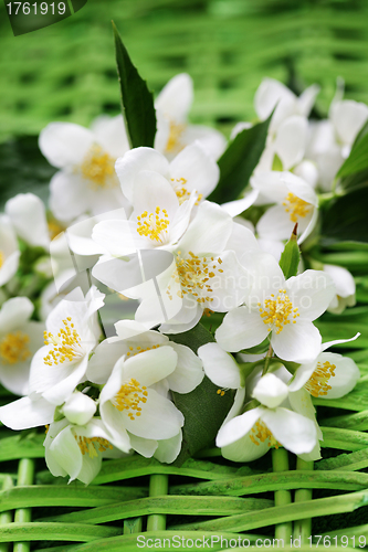 Image of jasmin flowers