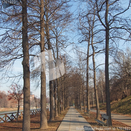 Image of Path among trees