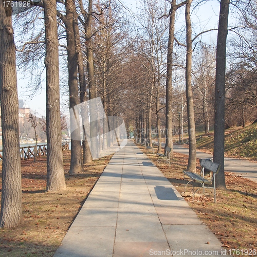 Image of Path among trees