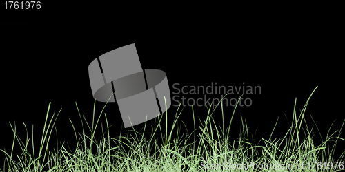 Image of Green grass meadow