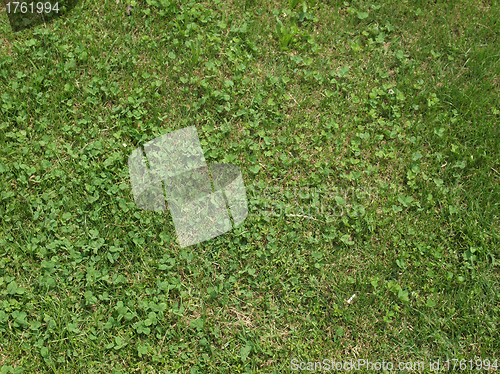 Image of Meadow grass