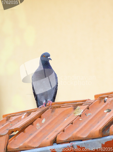 Image of single pigeon