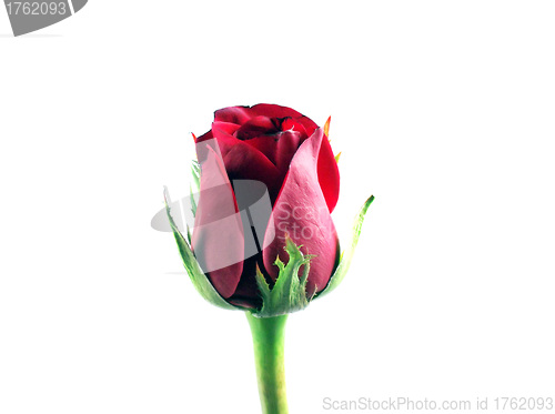 Image of red rose