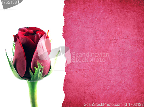 Image of red rose