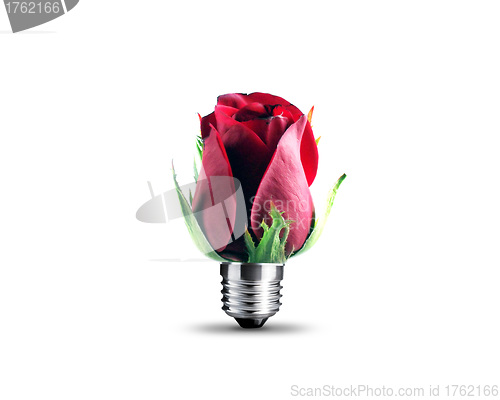 Image of red rose