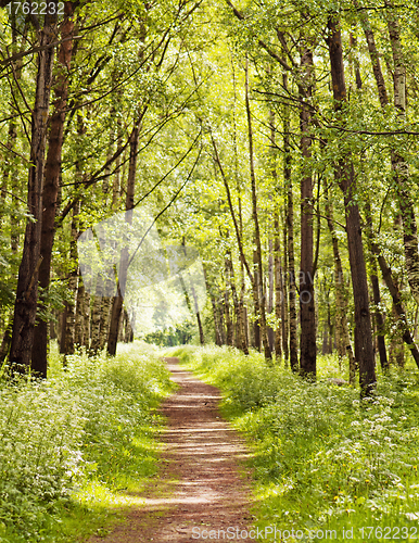 Image of Path in a sunny summer forest 