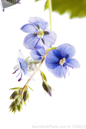 Image of Dark blue field flower, it is isolated on white