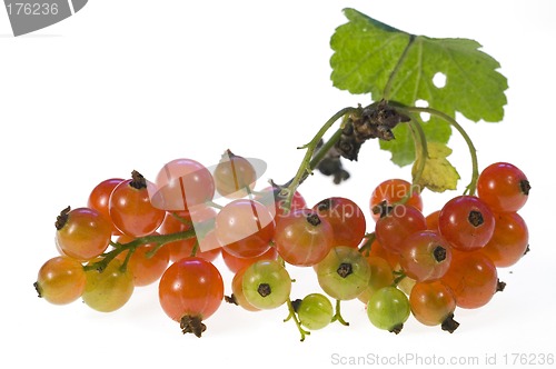 Image of Currant