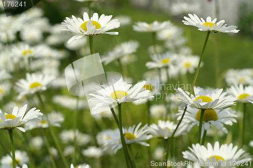 Image of Daisy background