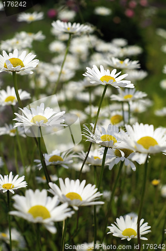 Image of White daisyes