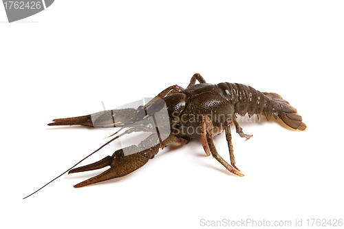 Image of Crawfish isolated on white background