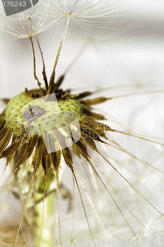 Image of Dandelion