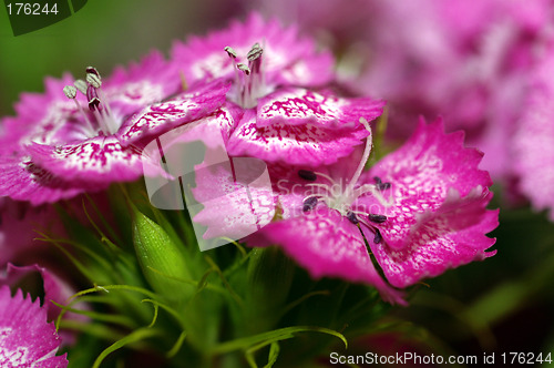 Image of flower