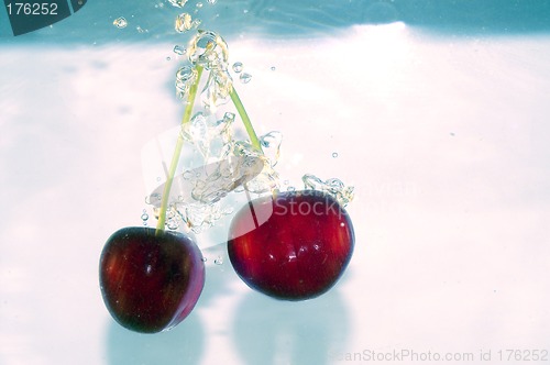 Image of Splash cherry
