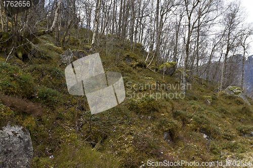 Image of rural forest with birch trees